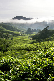 Tea Plantation