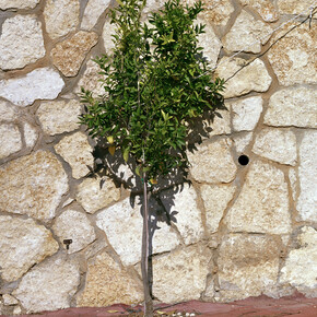 Corrine Silva, Untitled 001 (detail) from Gardening the Suburbs, 25 x 25 cm, c type print © Corinne Silva 2014