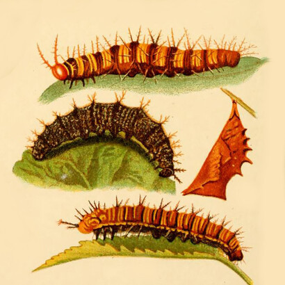 Larvas surafricanas, acuarela de Margaret Fountaine