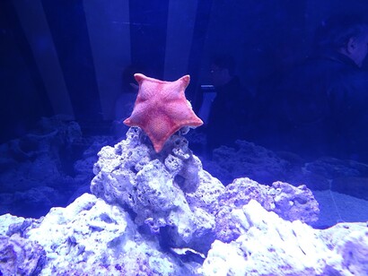 Meravigliose creature degli abissi