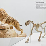 Mammoth & Sabre-Toothed Tiger. Courtesy of Naturhistorisches Museum Basel
