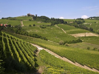 Vitigni nelle Langhe