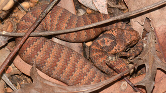 Víbora de la muerte del sur: Acanthophis antarcticus es una  víbora de la muerte originaria de Australia. Es una de las serpientes terrestres más venenosas  del mundo. Cuando las serpientes muertas se retuercen siguen moviéndose