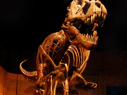 Fossil Gallery. Courtesy of Tellus Science Museum