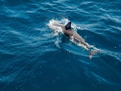 Delfín mular (Tursiops truncatus)