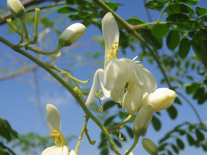 The scientists admit that the traditional applications are valid