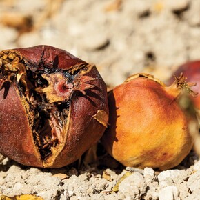 Mustafa Hulusi, Pomegranate No. 1, 2014, 48 sheet poster, 120 x 240 in, inkjet print
