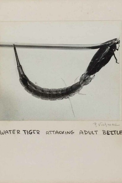Roman VishniacWater tigerattacking adult beetle, ca. 1950sDigital ink jet print© Mara Vishniac Kohn