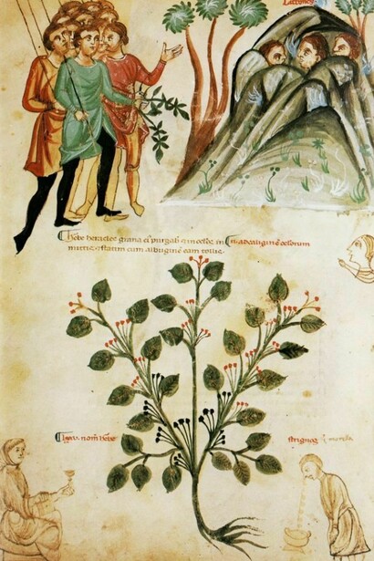 L'erba di Eracle. Codex Medicina Antiqua (Cod. Vind. 93)  