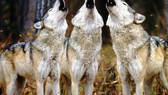 Il richiamo della foresta