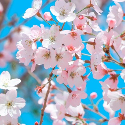 La velocità sbiadisce e poi cancella i colori che cerco nelle cose