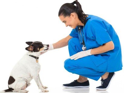 Veterinary practices become chaotic at times