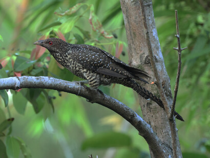 A female Asian Koel (c) Gehan de Silva Wijeyeratne