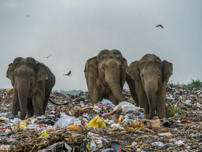 Tres elefantes caminando entre la basura plástica en un campo en Sri Lanka