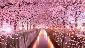 Túnel de «sakura», Japón