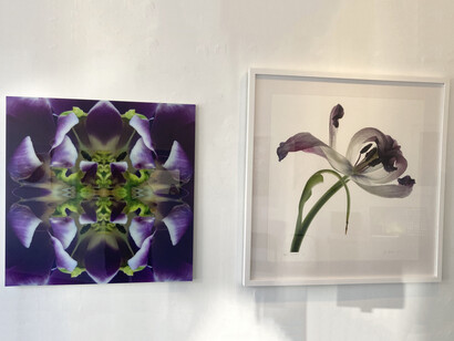 Various artists, Natural beauty, exhibition view. Courtesy of Elisa Contemporary Art