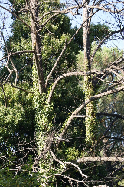 Valle del Tiétar. Un paraiso natural. Foto: Patricia Rodríguez Wagner