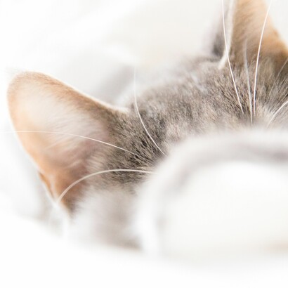 O animal sabe quando está sendo amado e cuidado