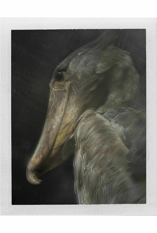 Sarah Moon, Balaeniceps rex, août 2013, © Sarah Moon courtesy Michael Hoppen Gallery