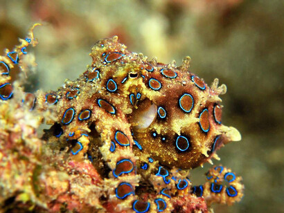Un esemplare di Hapaloclaena lunulata