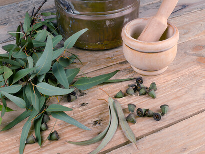 Foglie e bacche di Mirto