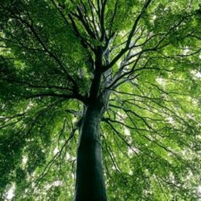 La forza della natura