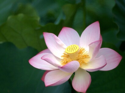 La flor de loto tiene un significado simbólico muy potente dentro de la tradición budista