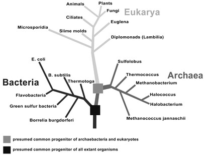 A simplified representation of the tree of life, with the three kingdoms. Reported organisms are related through sequences of their ribosomal RNA. In the modern literature there are discussions on whether the tree of life would really have three, or rather two branches