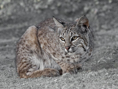 A bobcat resting. Montana de Oro State Park, California, USA