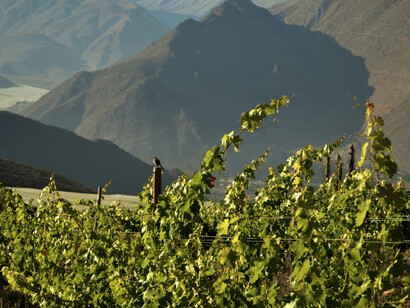 Viñedo Primavento cuyo manejo es totalmente orgánico y biodinámico ubicado en Valle de Elqui, Chile