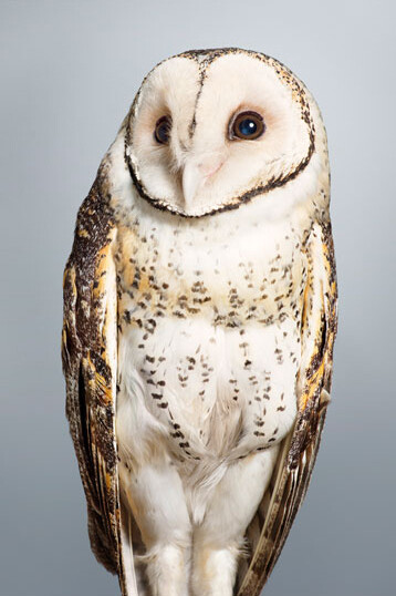 Leila Jeffreys, 'Tani' No.2 Masked Owl, 2014, fine art inkjet print on archival cotton rag paper, Ed.14, 112 x 89 cm