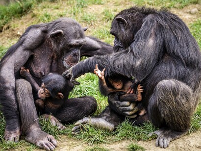 Negli scimpanzé, anche i piccoli ricorrono, a loro vantaggio, a tattiche ingannatorie