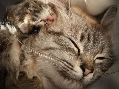 Otras veces, las complicaciones pueden continuar por el vínculo que se pierde entre la madre y sus cachorros al hacer esta intervención