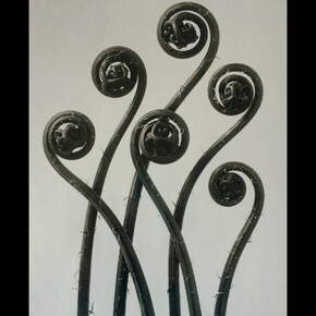Karl Blossfeldt. Courtesy of Museo Thyssen-Bornemisza