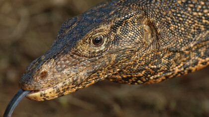 Water Monitor © Gehan de Silva Wijeyeratne