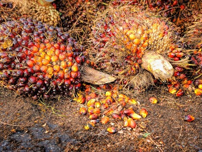 Indonesia es el país con mayor producción mundial de aceite de palma