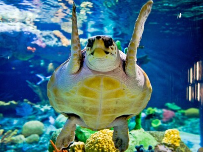 Una tortuga en el Oceanário lisboeta