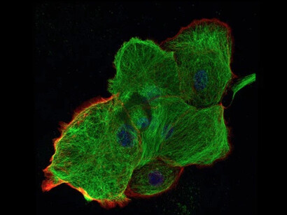 Field Works. Courtesy of Berlin Blue 