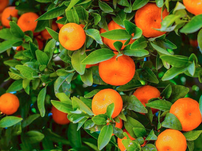 Árbol lleno de clementinas