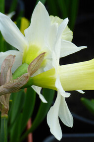 Narcissus 'Elka'