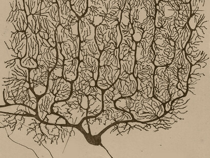 Células de Purkinje del cerebelo humano, ilustración de Santiago Ramón y Cajal  (detalle)
