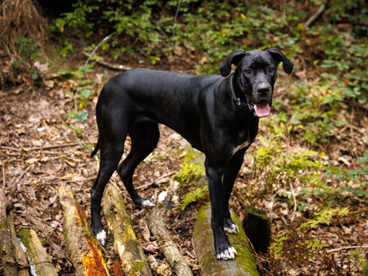Perro Gran Danés en el bosque