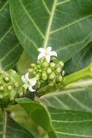 Once known mainly for its use in traditional remedies, the noni plant is now under scientific scrutiny for its antimicrobial potential