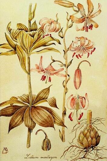 Mariella Busi De Logu, Lilium martagon, 2000, acquerello su carta a mano 