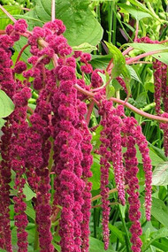 Amaranthus sanguineus