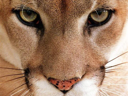 El puma fue exterminado en su gran área de distribución oriental de América del Norte, con la excepción de la Florida, y se enfrenta a graves amenazas en el resto