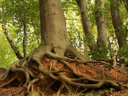 Los océanos son redes de corrientes