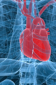 Corazón bombeando sangre al resto del cuerpo