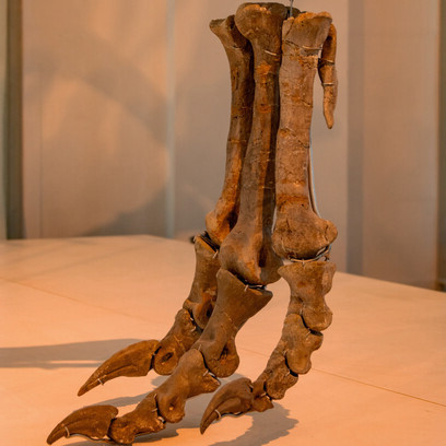 Patas de um Allossauro em exposição em museu arqueológico