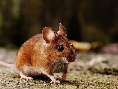 Un topo di campagna dal manto bruno-rossastro con grandi occhi neri e orecchie appuntite: "Nella semioscurità della tana si fa avanti un vecchio topo spelacchiato con una vistosa benda nera a coprire l’occhio destro..."